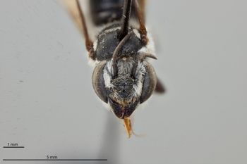 Media type: image;   Entomology 786112 Aspect: head frontal view
